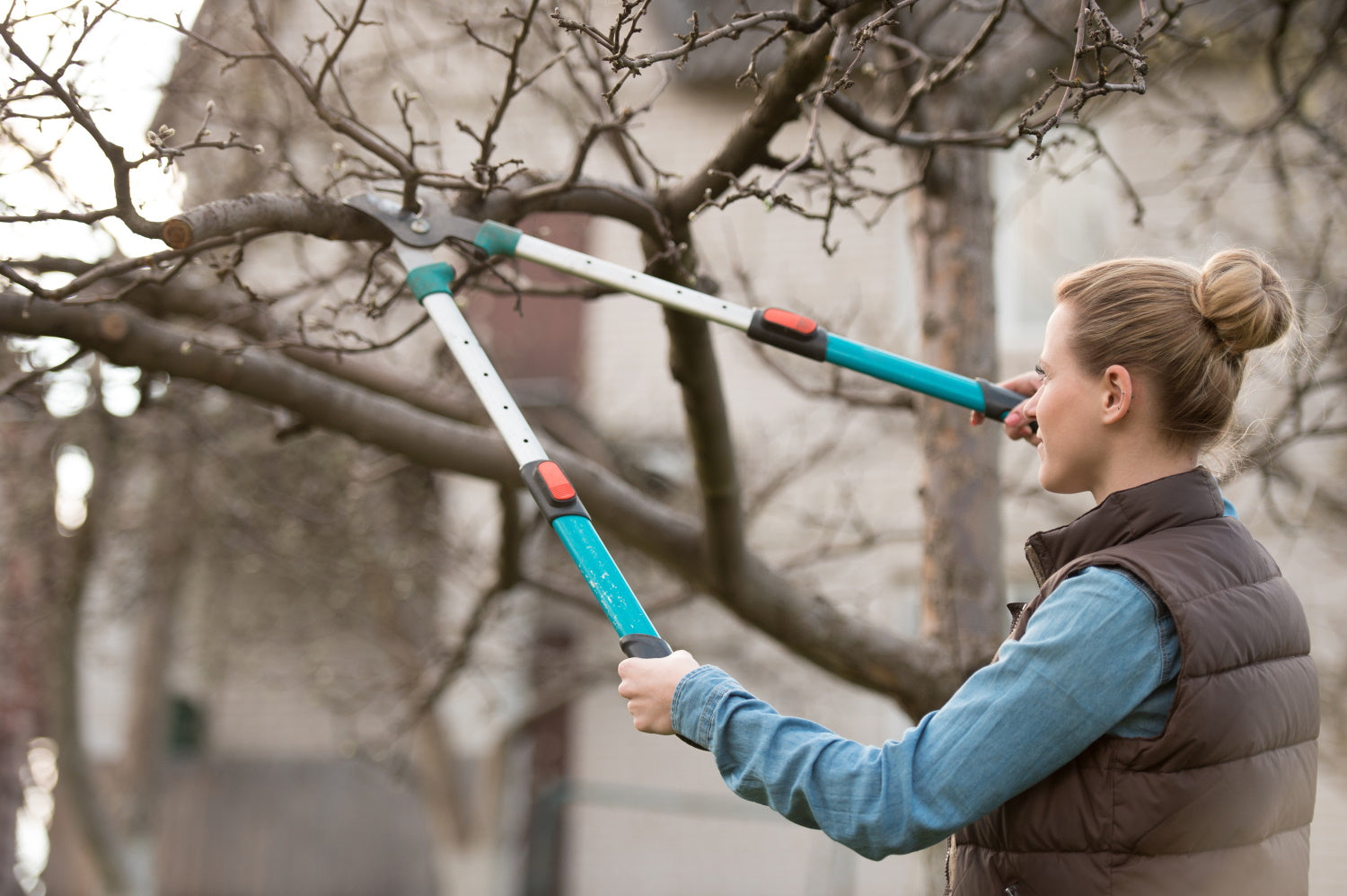 How to trim a cherry tree?