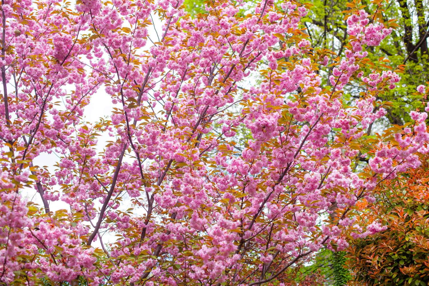 3 Winter Flowering Cherry Trees