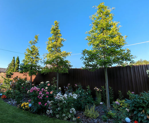 How to Choose the Best Screening Tree for Your Garden