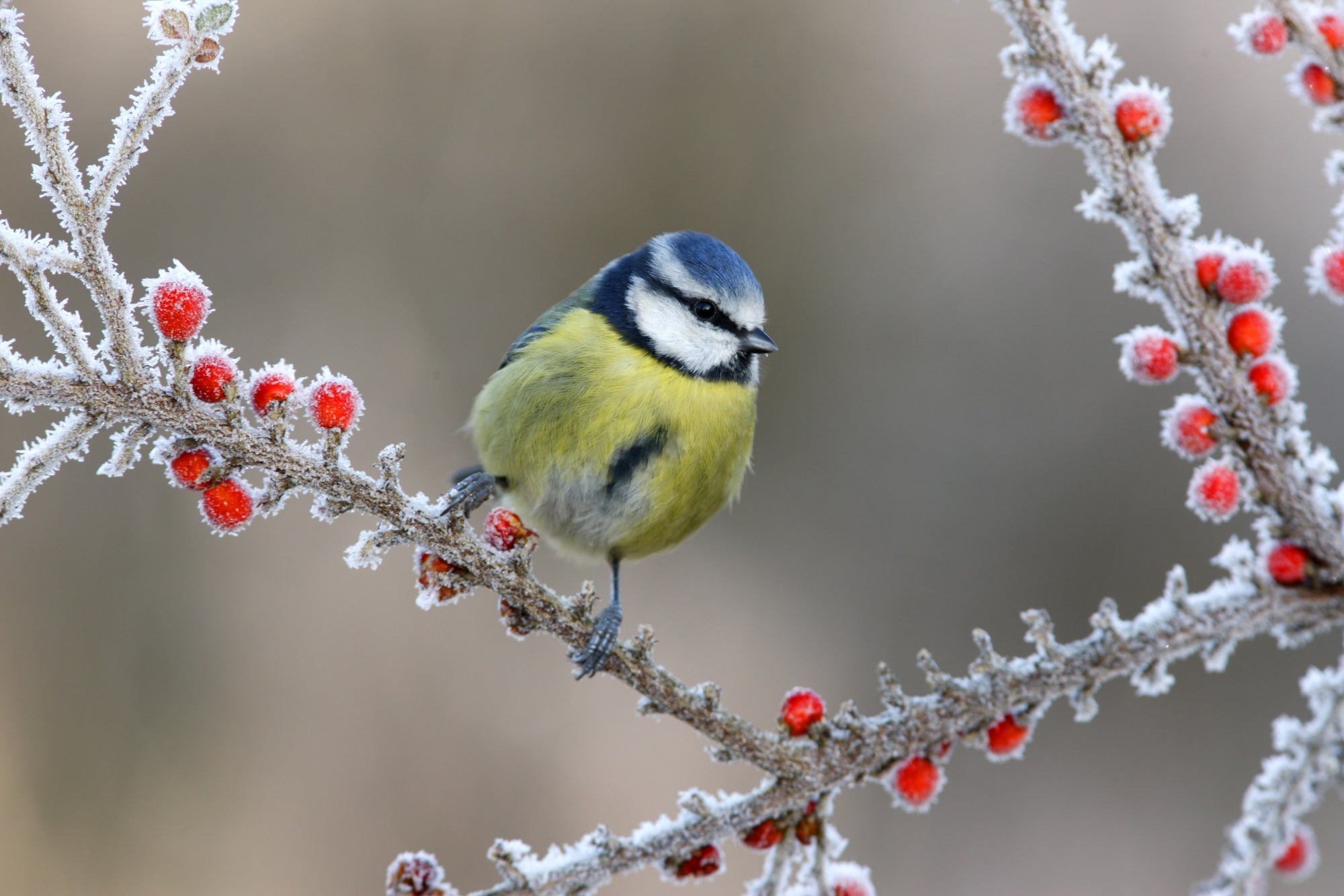 Trees to encourage garden wildlife