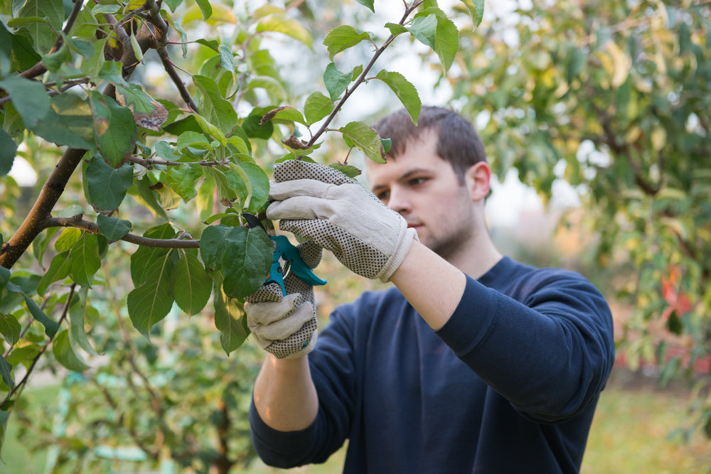 How to Prune a Young Apple Tree?