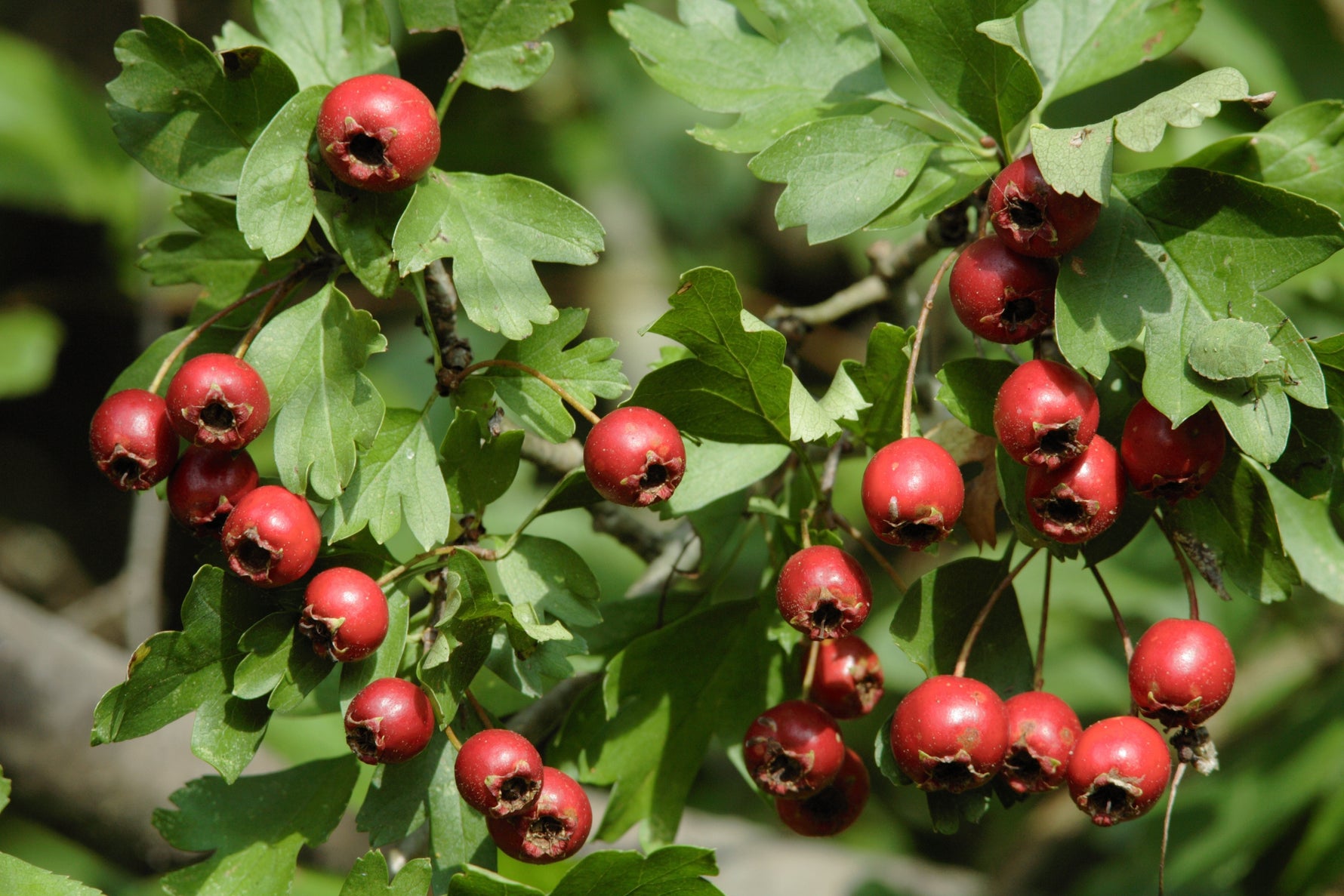 Tips for planting hedges from our hedge nursery