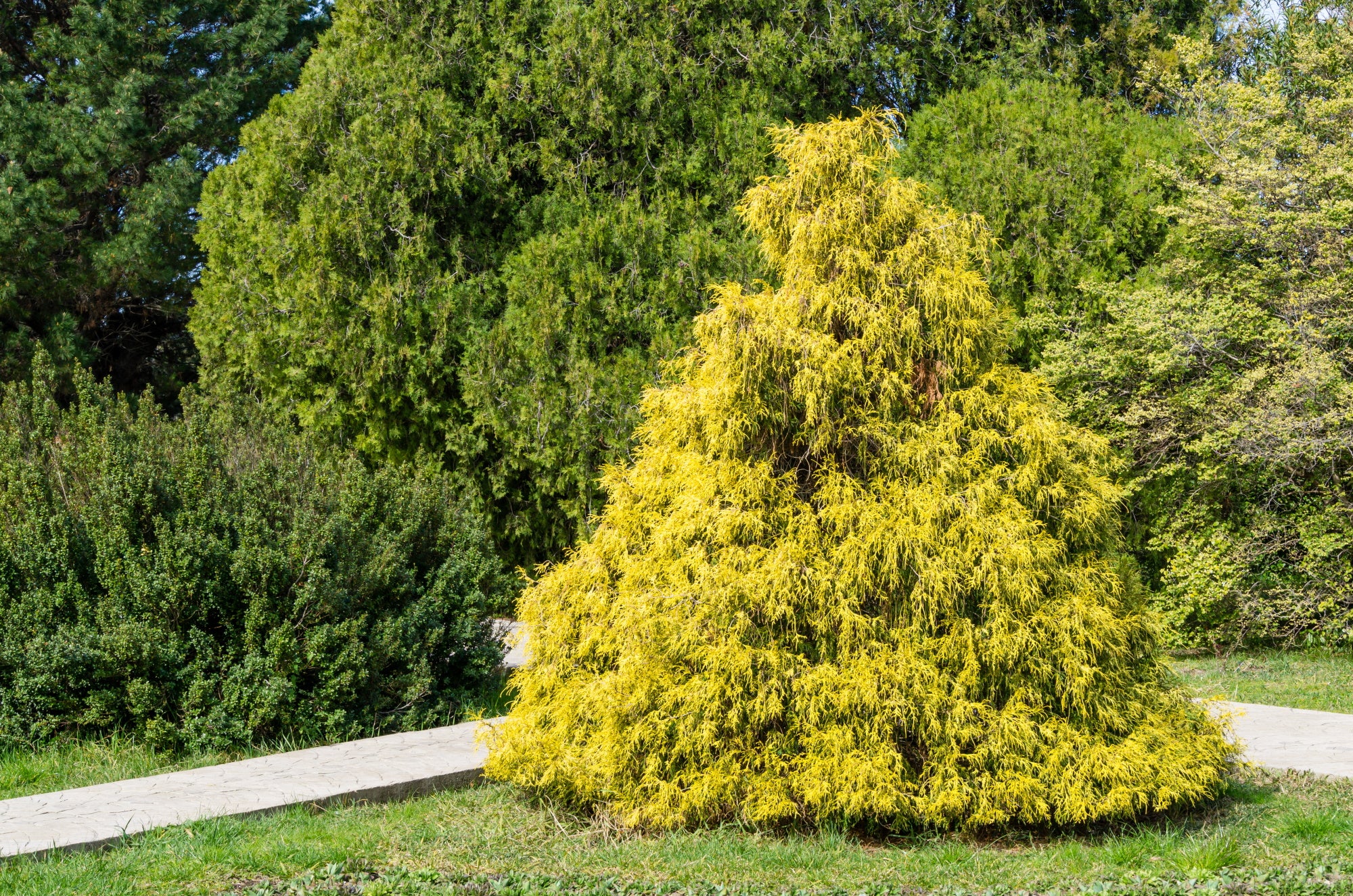 False-cypresses | Chamaecyparis