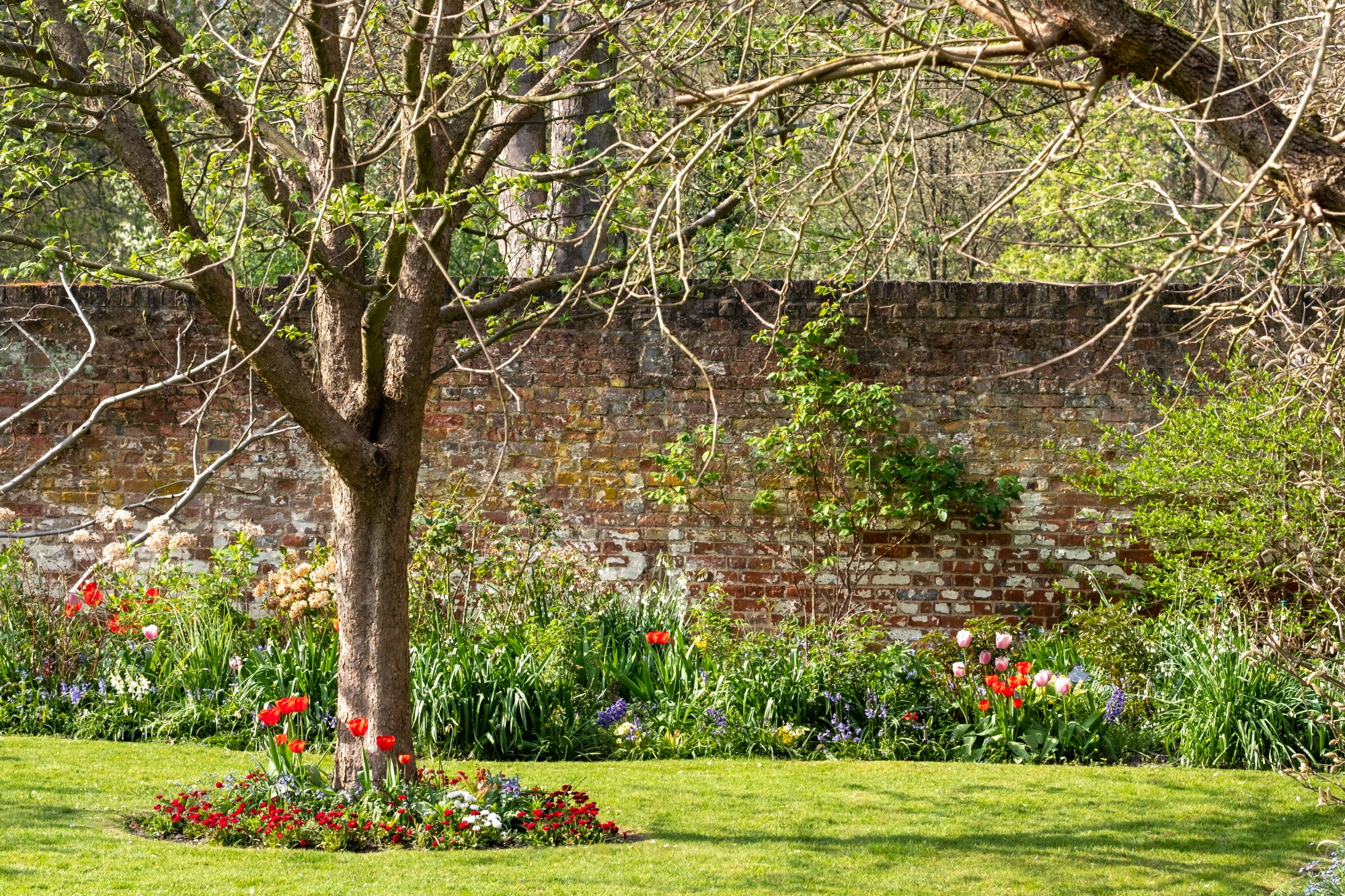 What to do in the garden during March