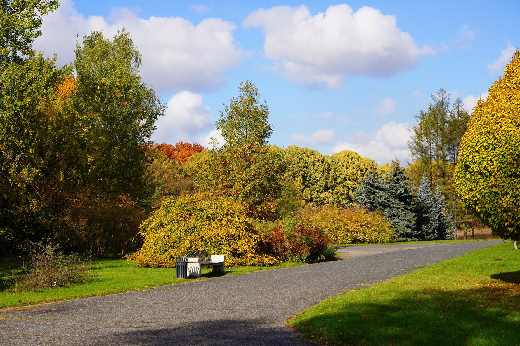 Five shrubs for autumn colour