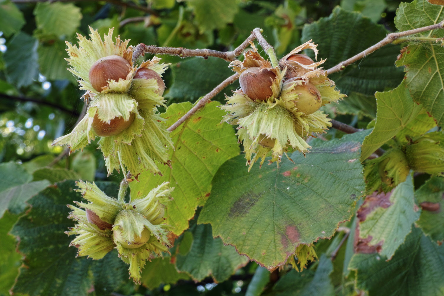 Corylus (Hazel nut)