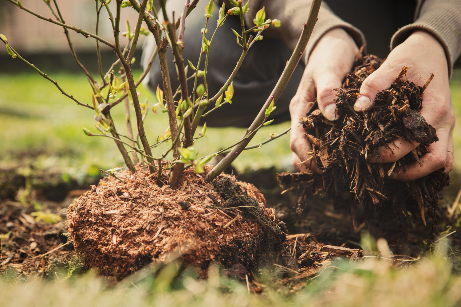 When to plant magnolia trees?