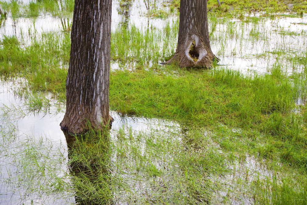 The Best Trees for Waterlogged Areas UK: A Complete Buying Guide