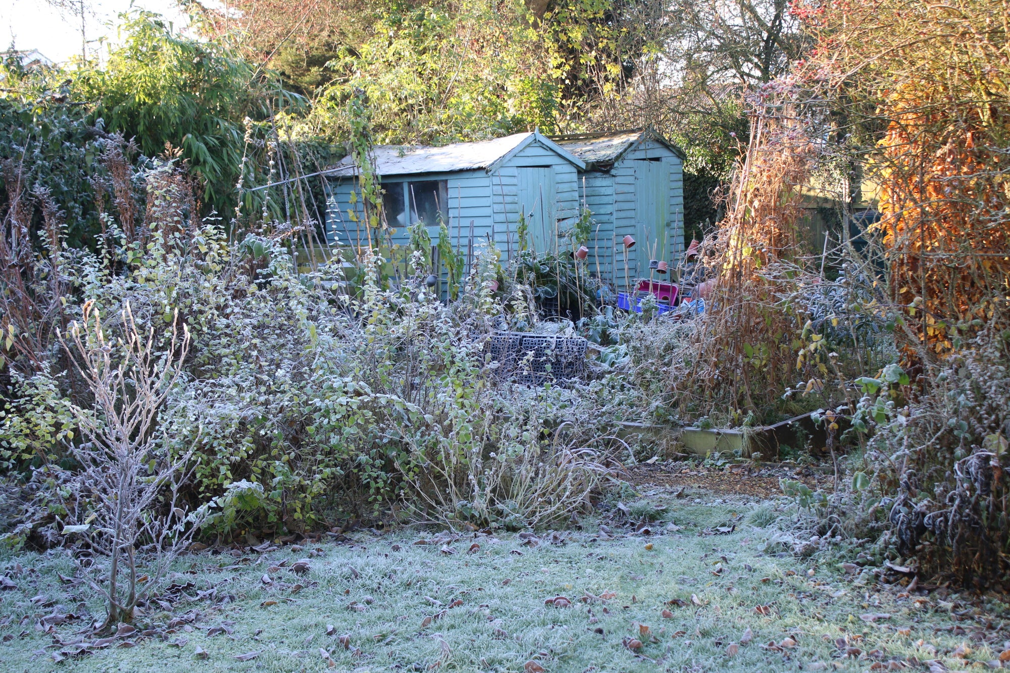 What to do in the garden in December