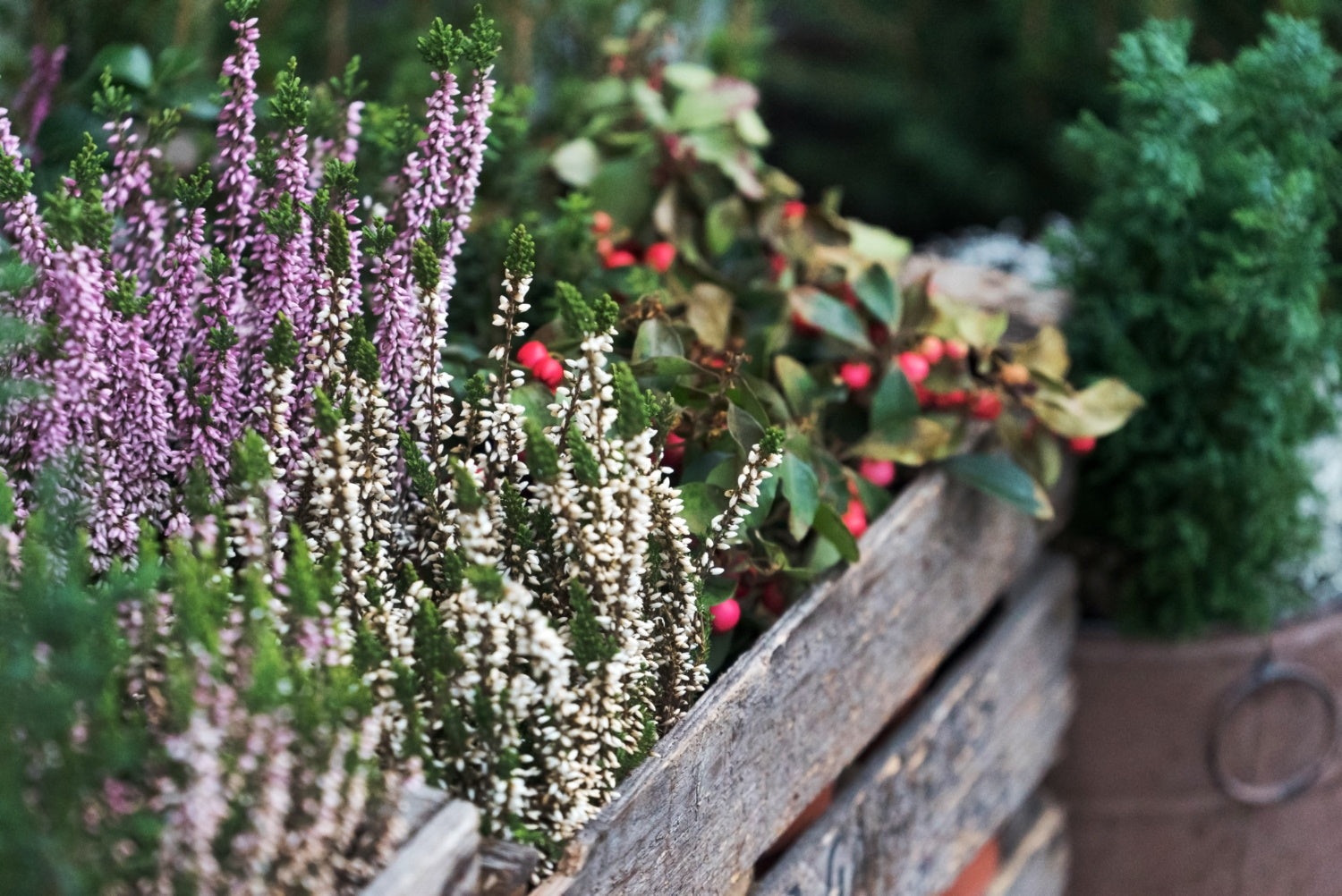 Winter flowering plants