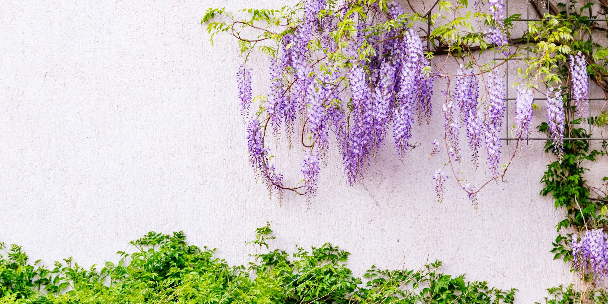 Wisteria Tree