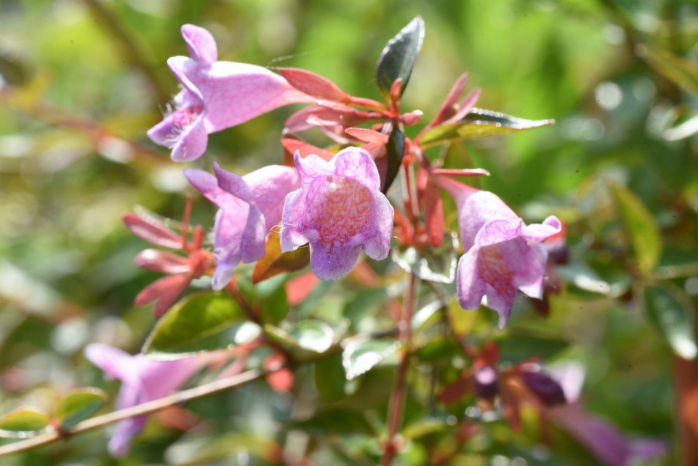 Abelia Shrubs