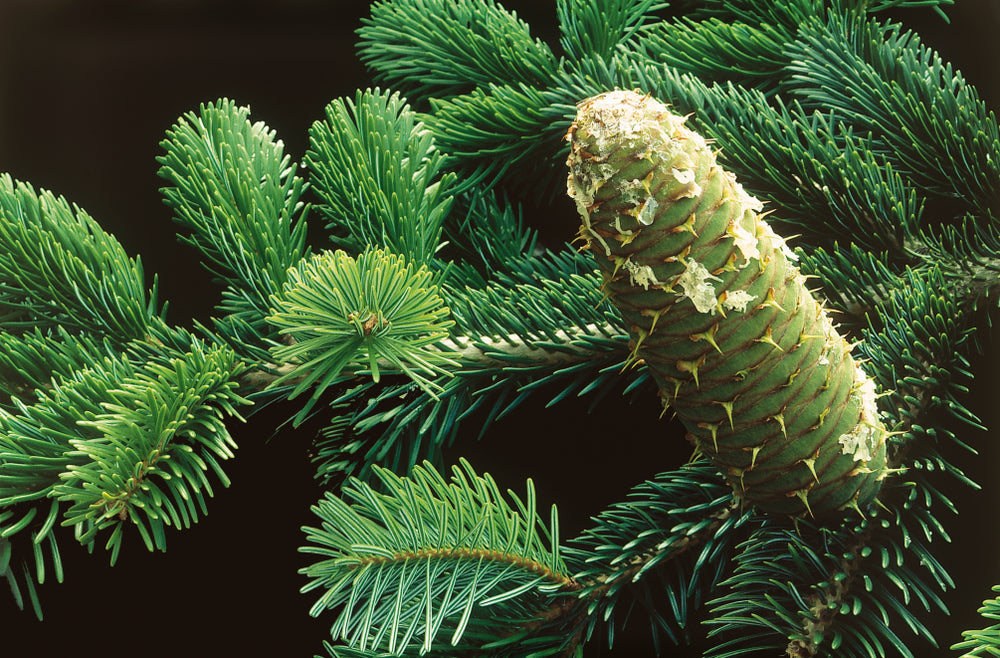 Abies Alba | Silver Fir