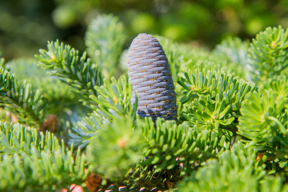 Fir Trees