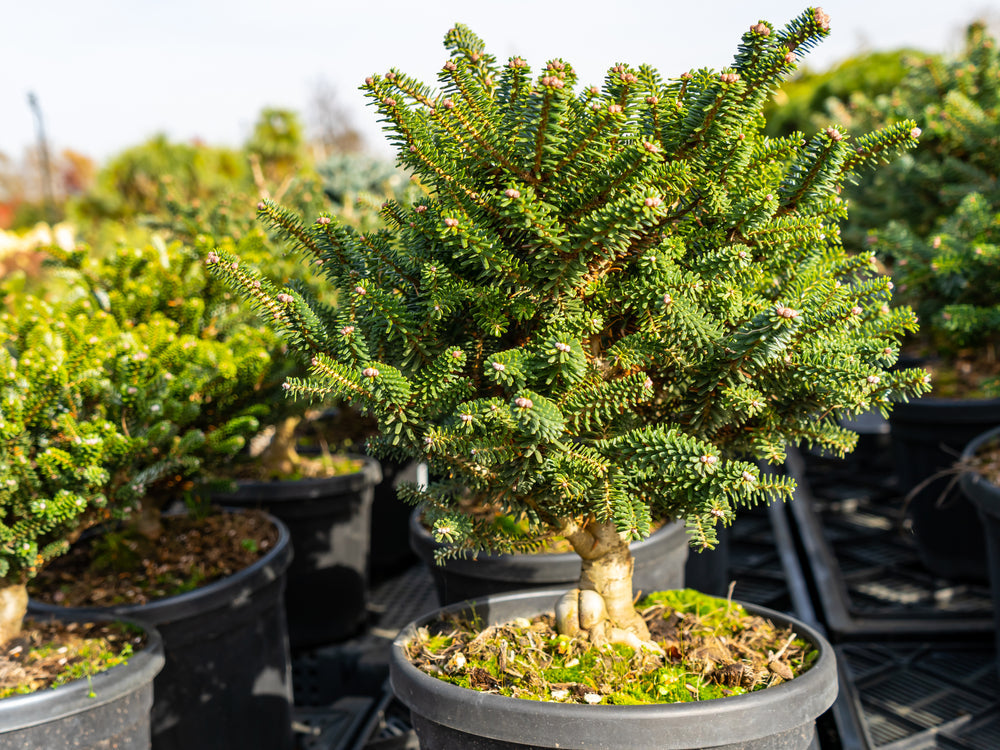 Abies koreana | Korean Fir