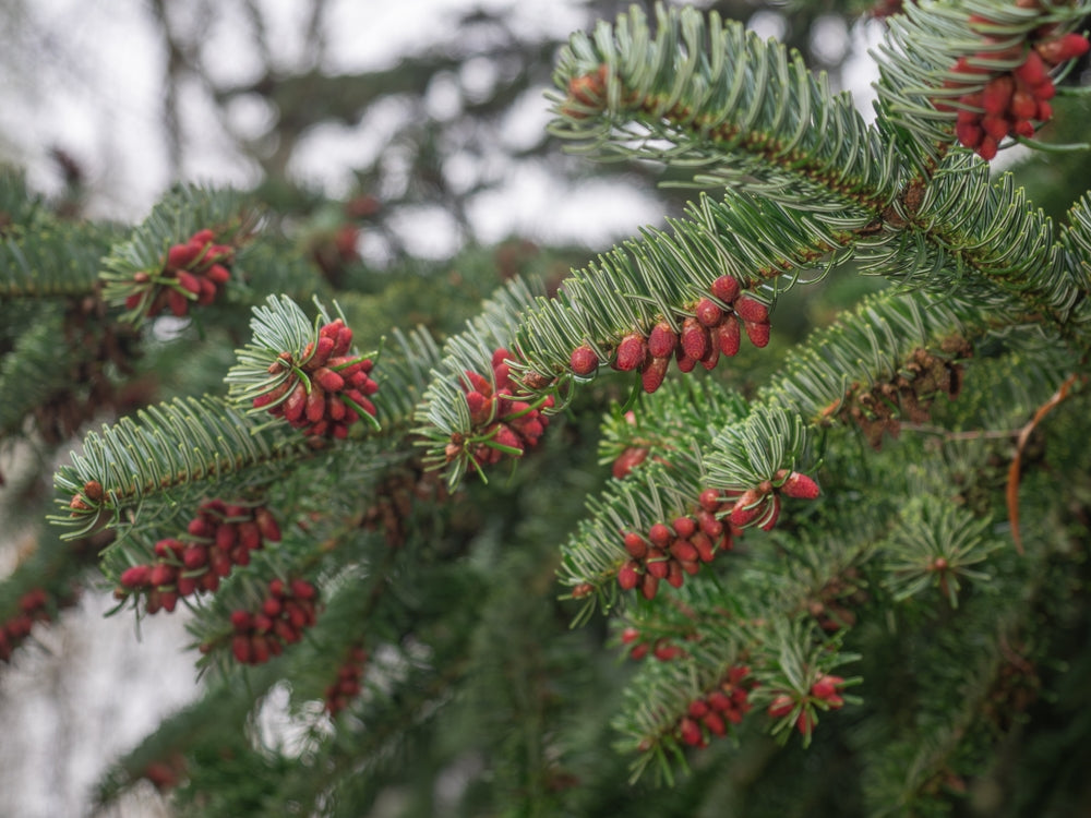 Abies nordmanniana | Nordmann fir, Caucasian fir