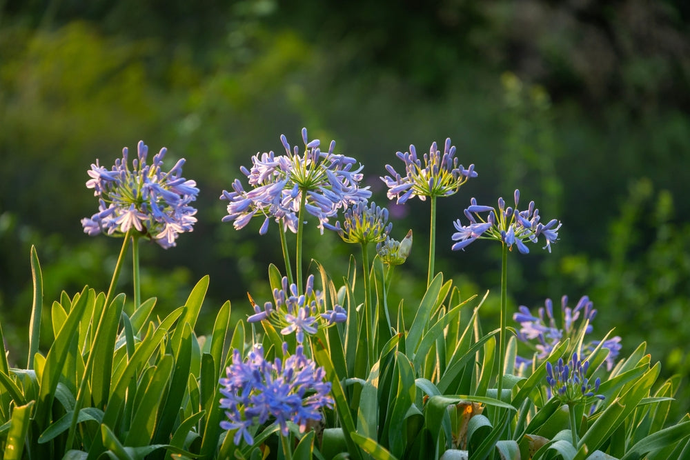 Agapanthus | African, Lily of the Nile shrubs