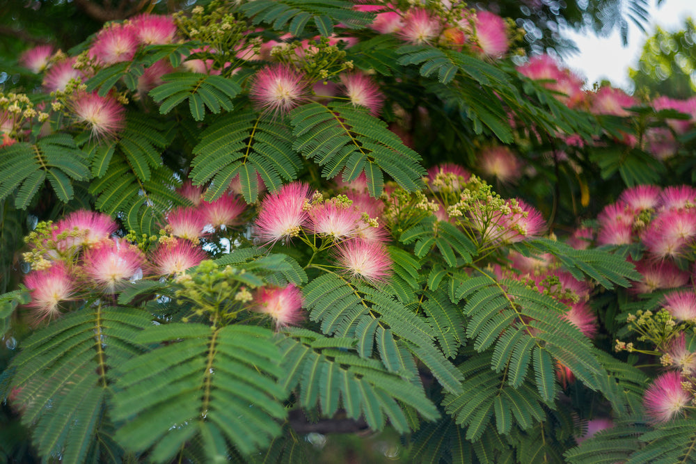 Silk Tree | Albizia