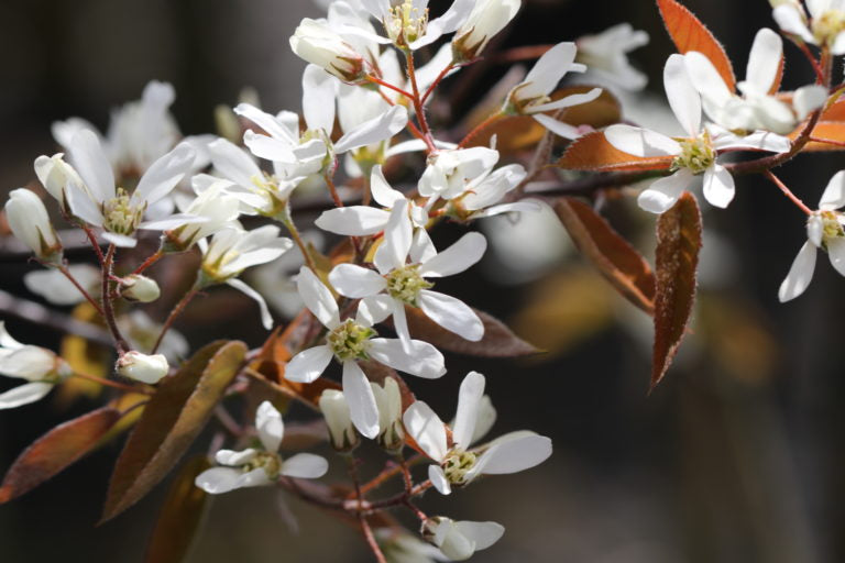 Amelanchier shrubs