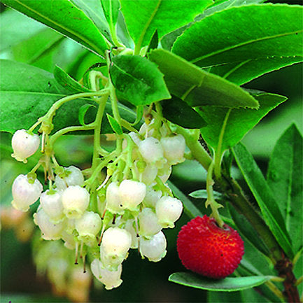 Arbutus shrubs | Strawberry tree