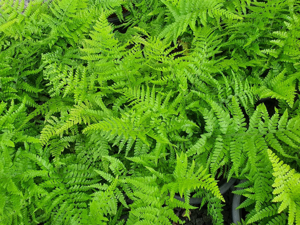 Athyrium | Lady fern