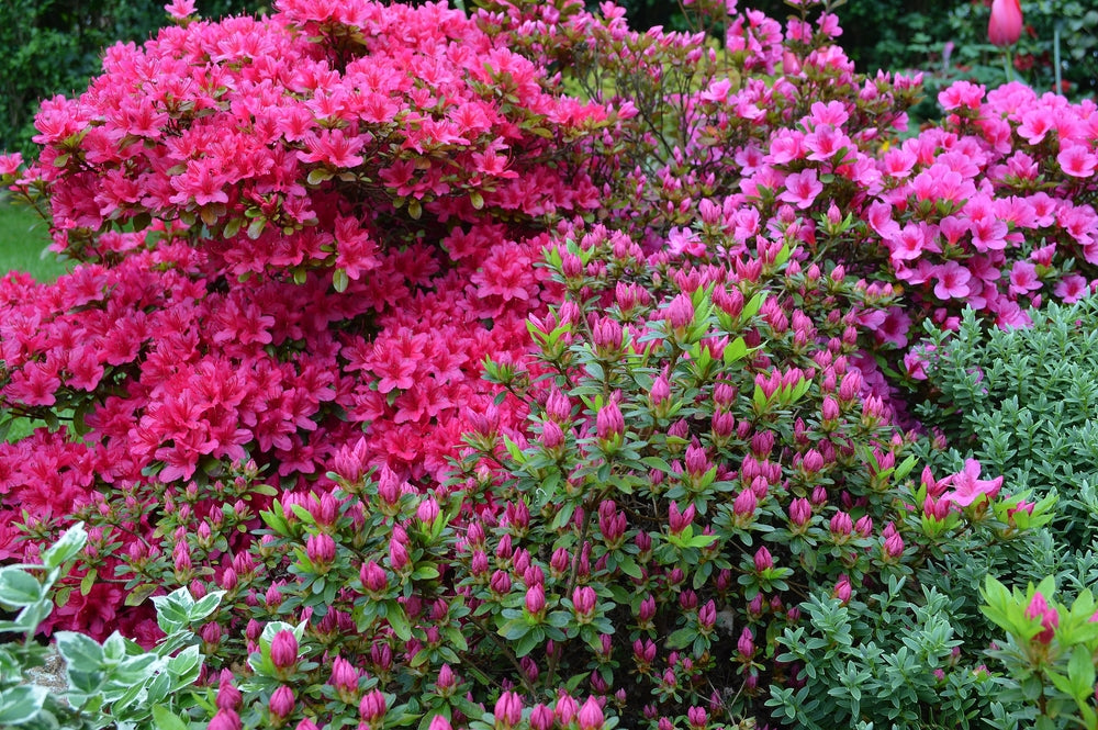 Azalea Shrubs