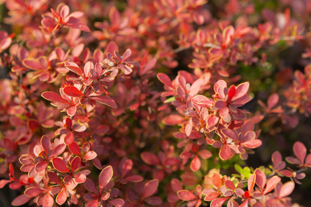 Berberis | Barberry shrubs