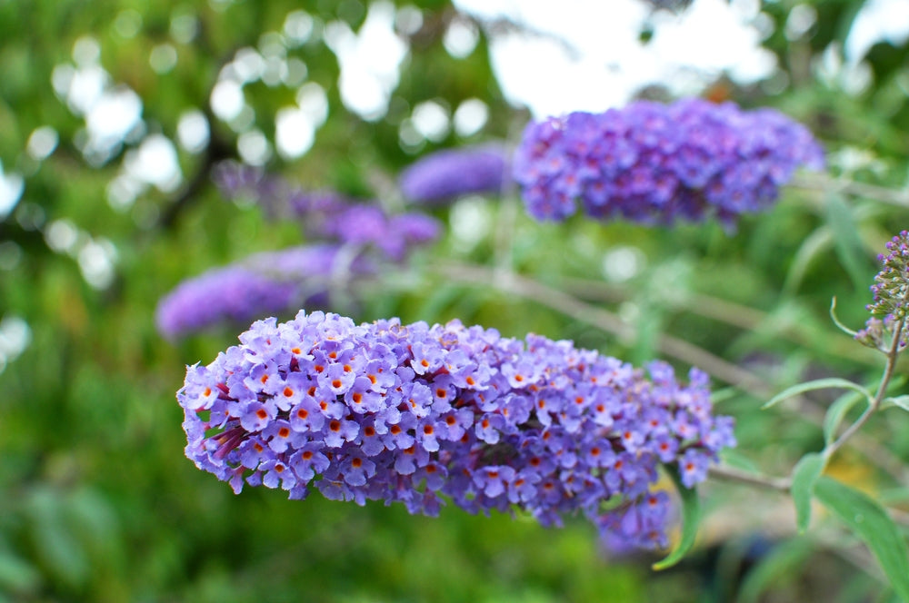 Buddleja | Butterfly Bush shrub