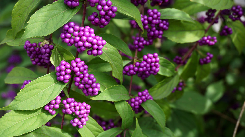 Callicarpa shrubs