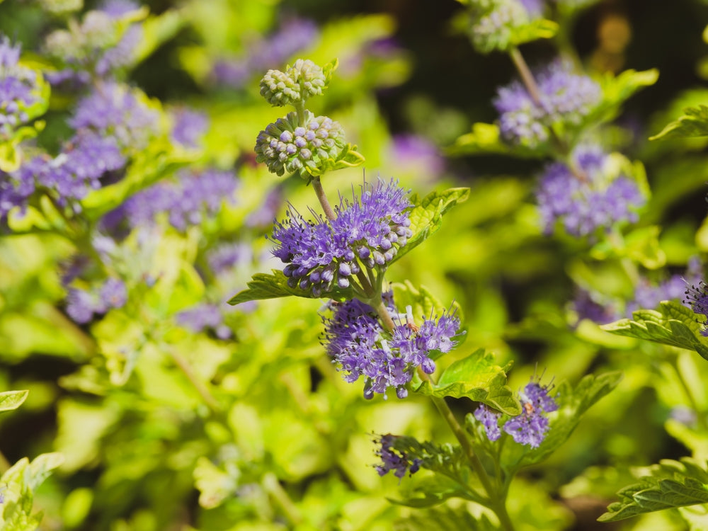 Caryopteris shrubs | Bluebeard | Blue Mist Spirea