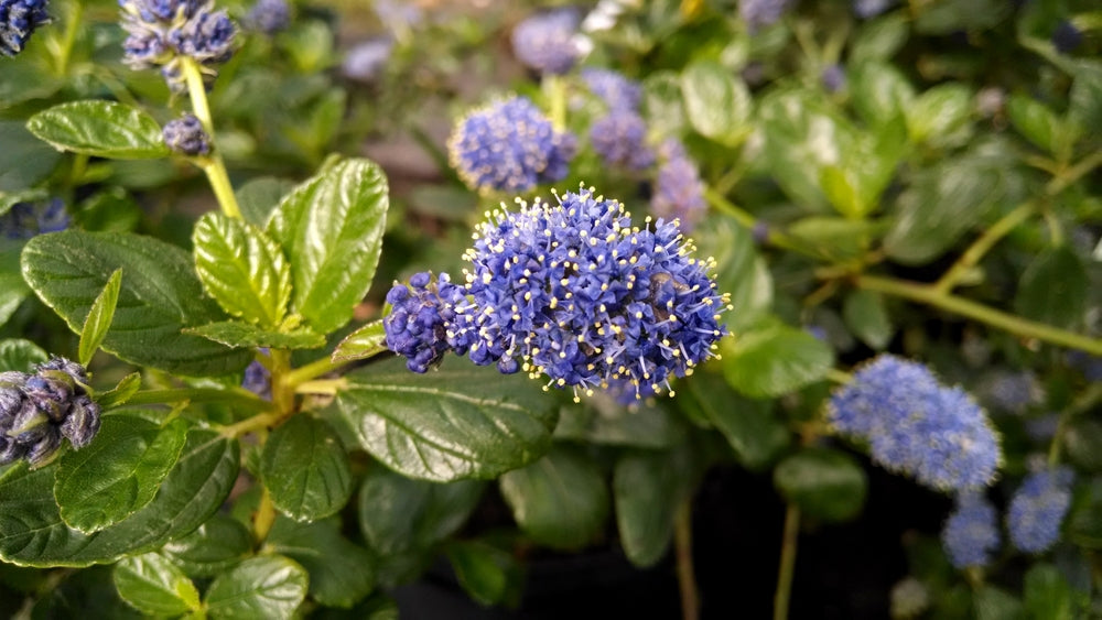 California Lilac shrub | Ceanothus