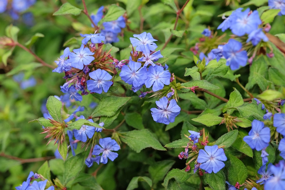 Ceratostigma | Leadwort shrubs