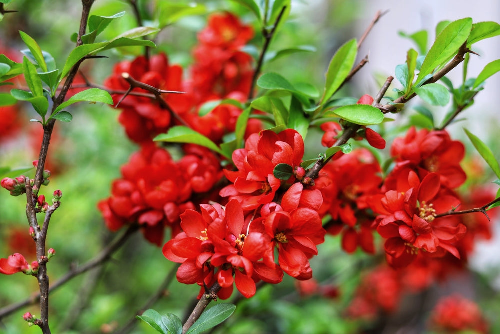 Flowering Quince | Chaenomeles shrubs