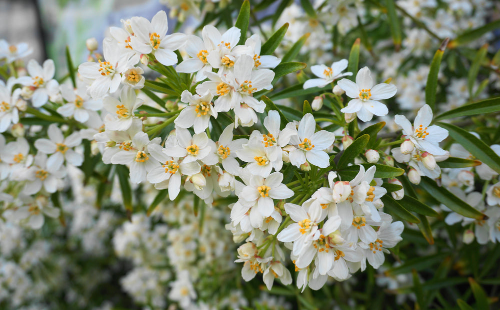 Choisya shrubs