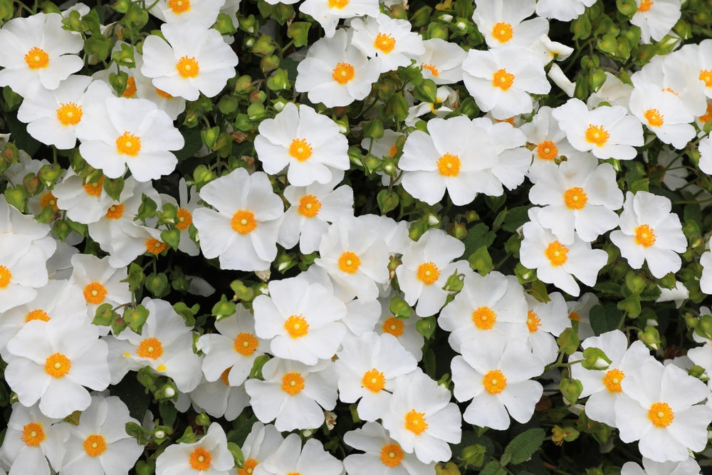 Cistus | Rock rose shrubs