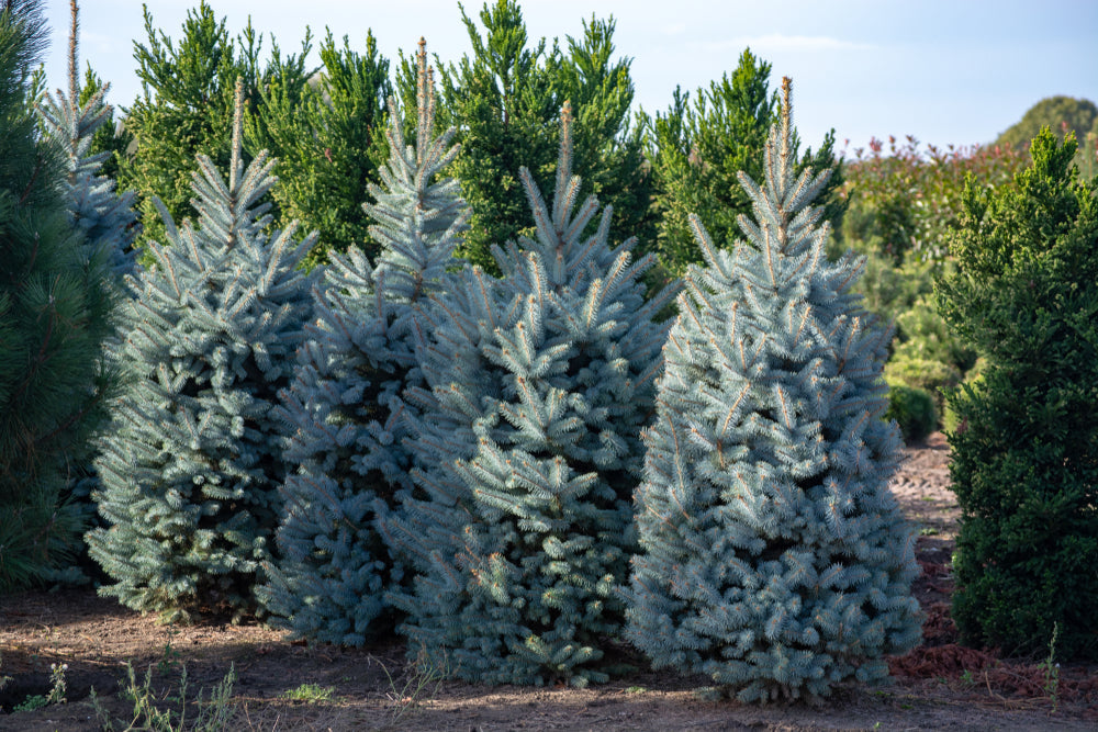 Colorado spruce | Super Blue | Picea pungens