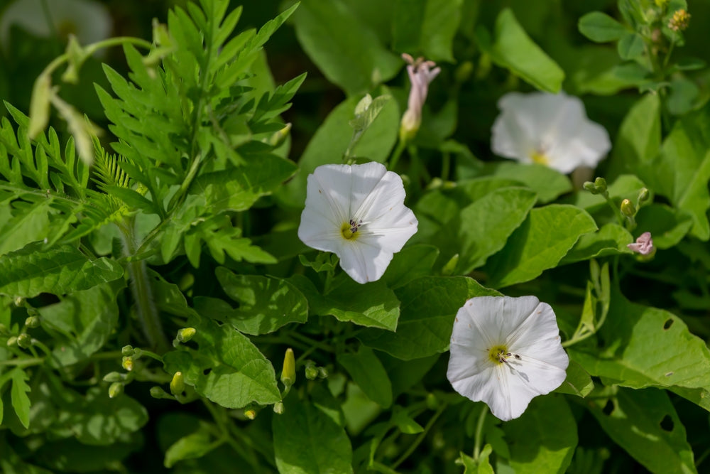 Convolvulus | Bindweed shrubs