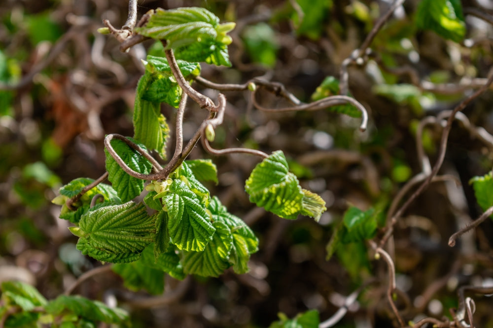 Corylus | Hazel shrubs