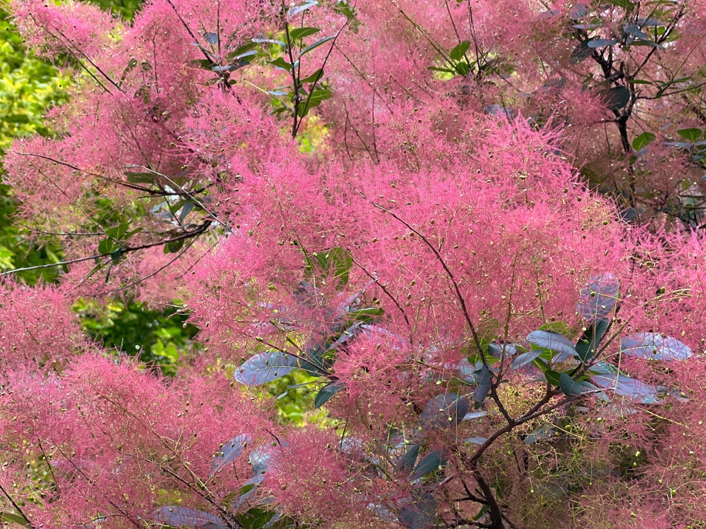 Cotinus Shrubs | Smoke Bush