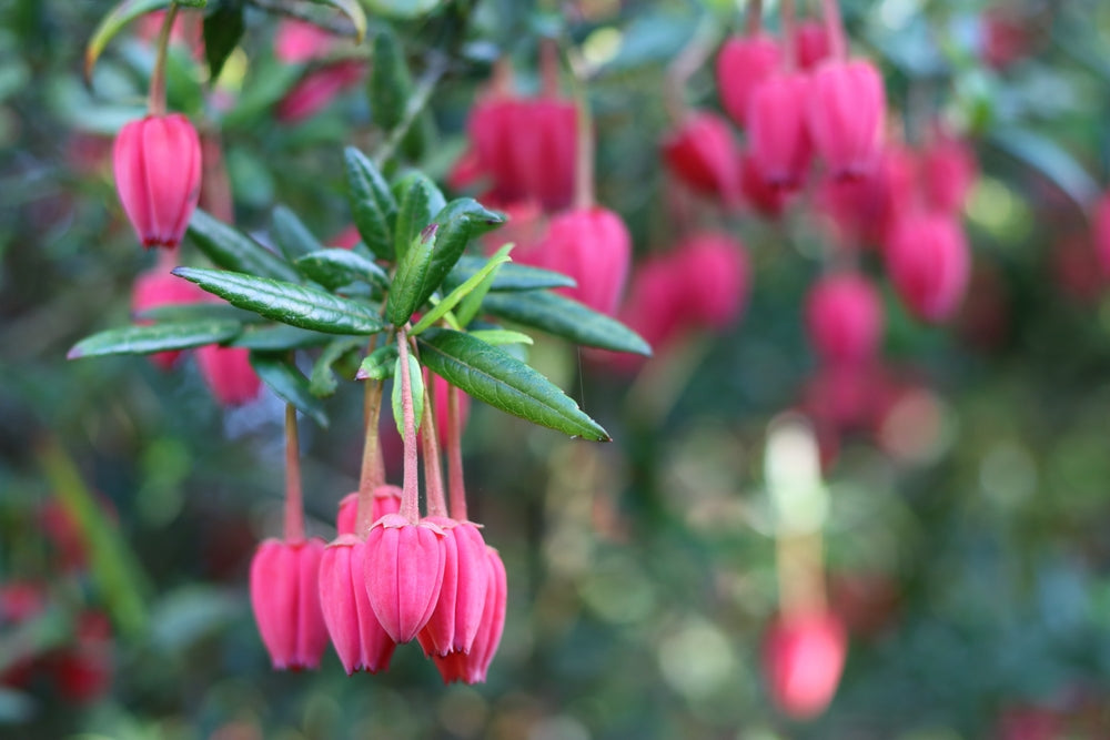 Crinodendron | Chile lantern  shrubs