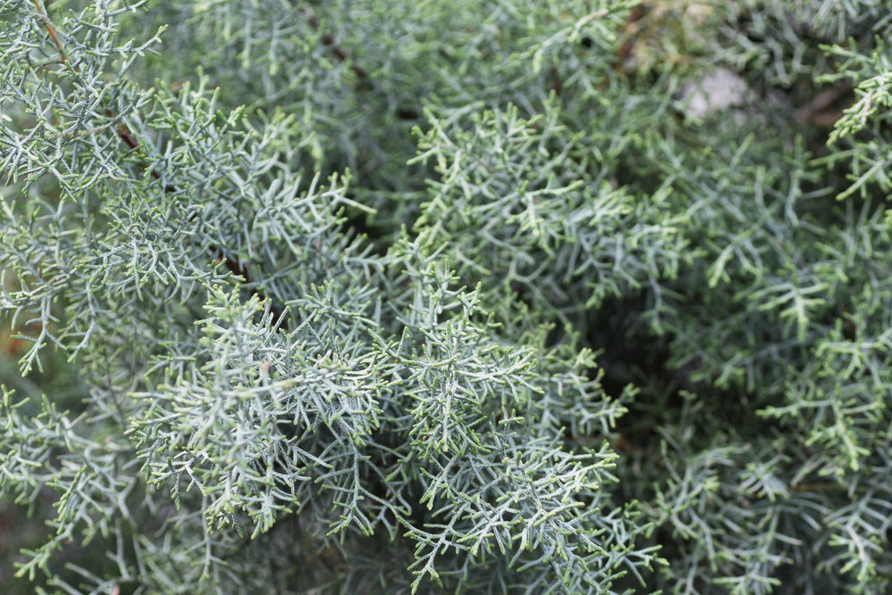 Arizona cypress | Cupressus arizonica