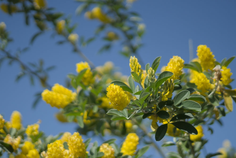 Cytisus | Moroccan broom