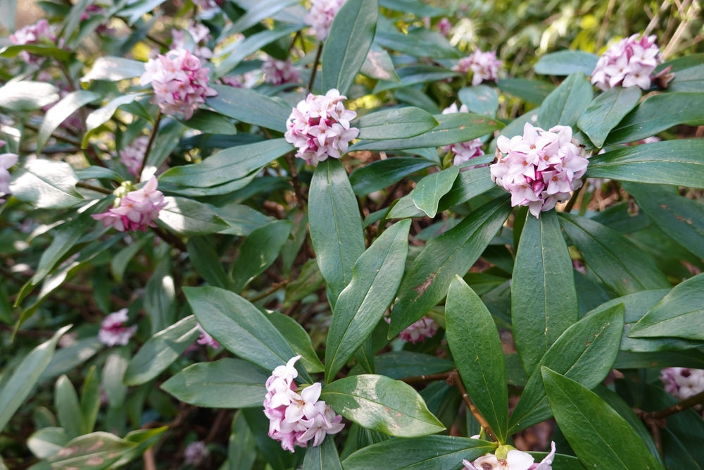 Daphne shrubs