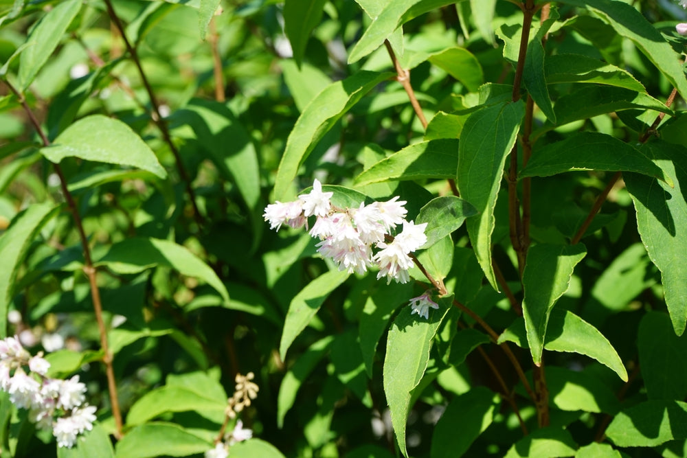 Deutzia | Japanese snow flower