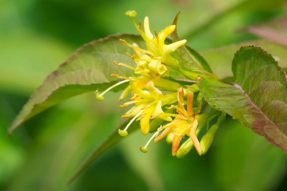 Diervilla | Bush Honeysuckle