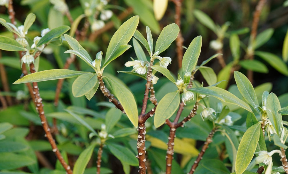 Edgeworthia | Paperbush