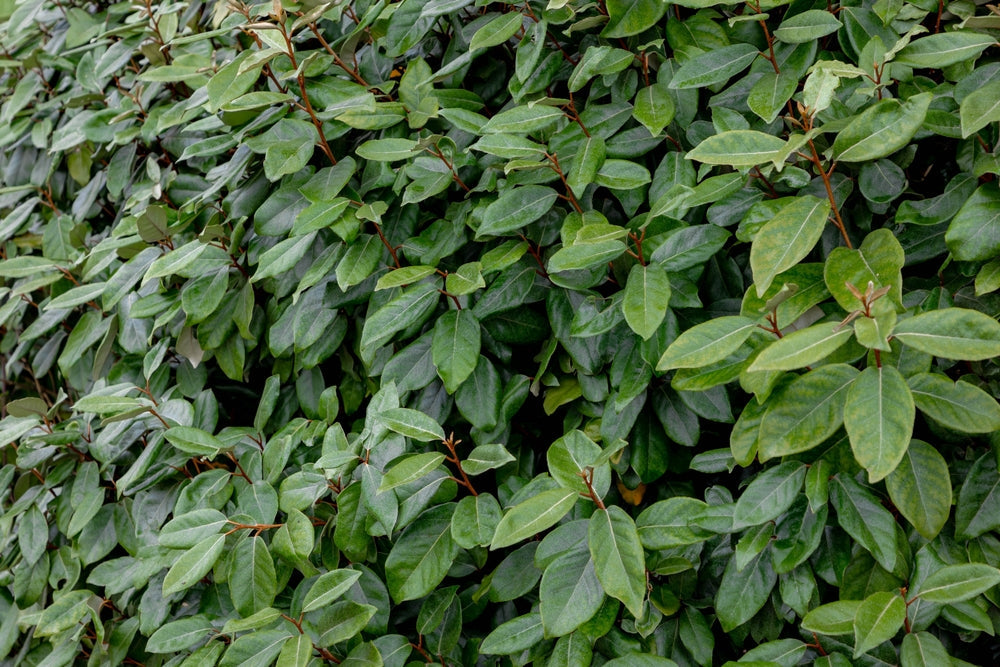 Elaeagnus ebbingei | Shrubs & Hedging