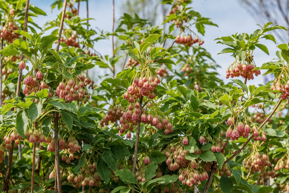 Enkianthus | Red Vein Enkianthus