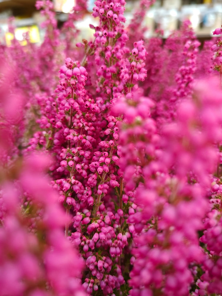 Erica Shrub | Heather