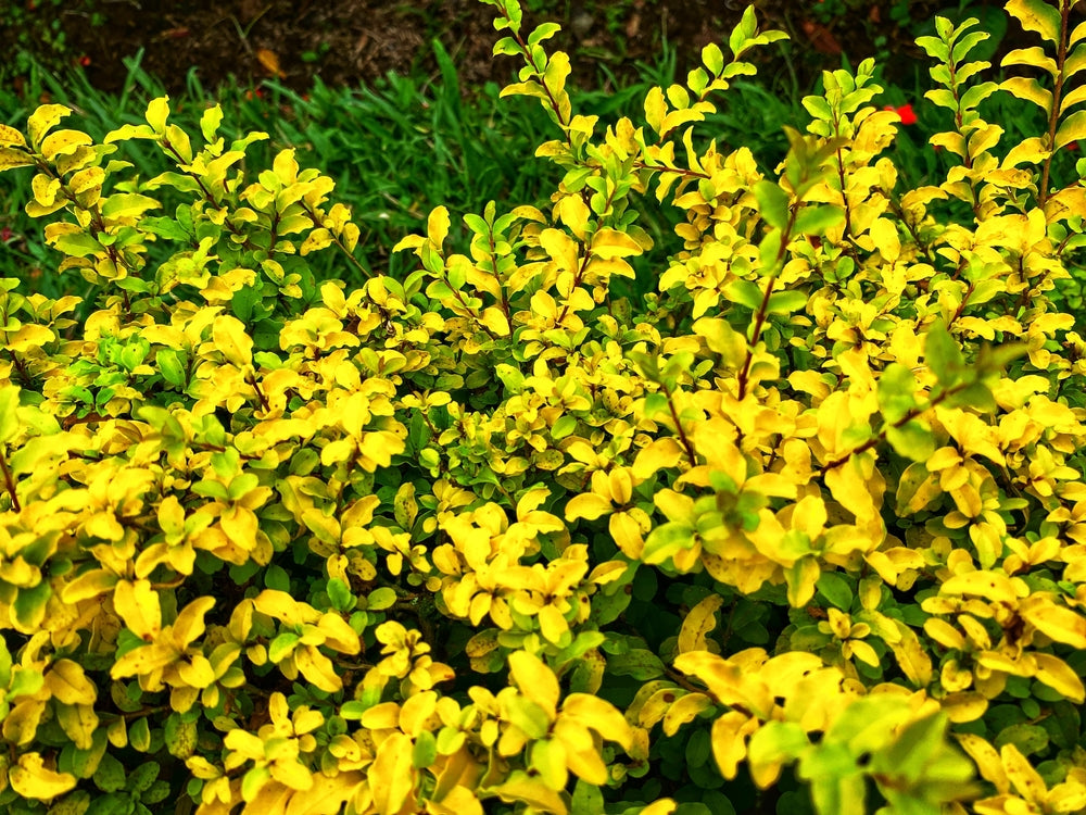 Escallonia shrubs